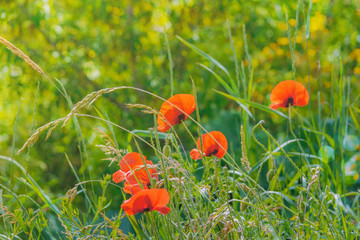 Floral background. Red poppies in green grass on a blurry background with bokeh effect