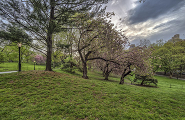Prunus serrulata or Japanese Cherry