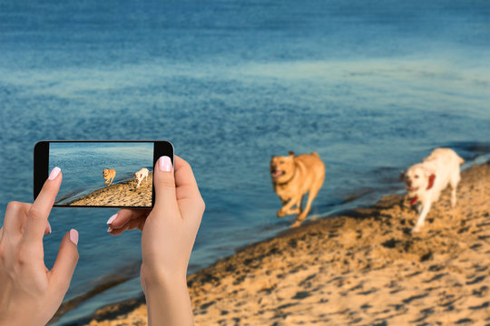 Woman hands with mobile cell phone to take a photo of as two labrador run along the river bank