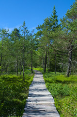 Beautiful path through the woods of a marsh