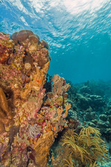 Caribbean coral reef