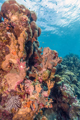 Caribbean coral reef