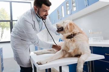 Charming Labrador looking at his doctor