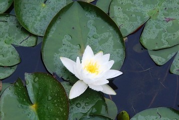 water lily, Canada