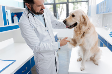 Delighted veterinarian caressing good dog