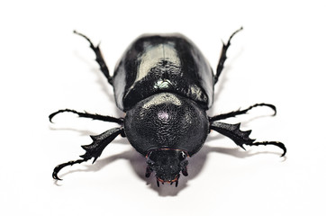 beetle Lucanus cervus female isolated on white background,