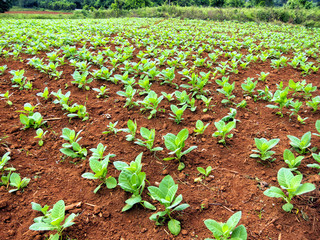Tobacco plants, Cuba
