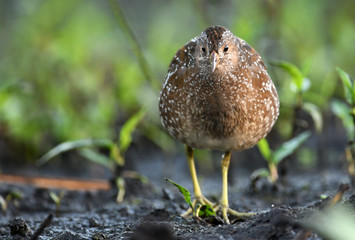 Spotted crake (Porzana porzana)