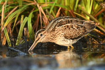 Common Snipe (Gallinago gallinago)