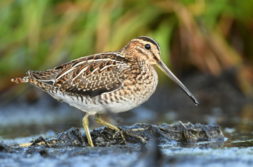 Common Snipe (Gallinago gallinago)