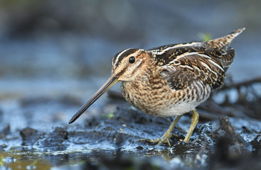 Common Snipe (Gallinago gallinago)