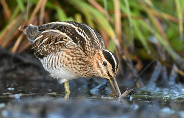 Common Snipe (Gallinago gallinago)