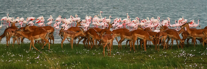 Impalas and Flamingos in beauty contest - obrazy, fototapety, plakaty