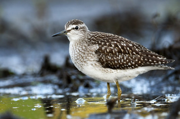 Wood sandpiper (Tringa glareola)