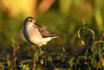 Wood sandpiper (Tringa glareola)