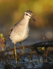 Wood sandpiper (Tringa glareola)