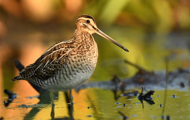 Common Snipe (Gallinago gallinago)