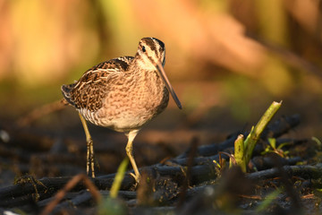 Wood sandpiper (Tringa glareola)