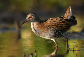 Water Rail - Rallus aquaticus