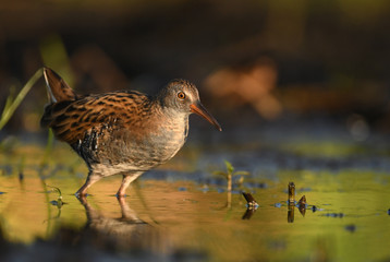 Water Rail - Rallus aquaticus