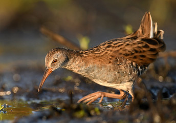 Water Rail - Rallus aquaticus