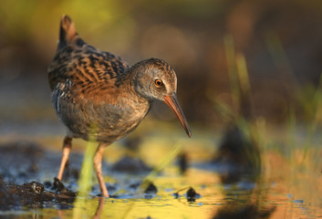 Water Rail - Rallus aquaticus