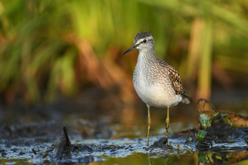Wood sandpiper (Tringa glareola)