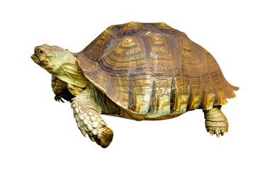 Obraz premium Sea Turtle isolated on white background