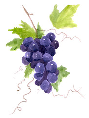Рисунок акварелью "Ветка винограда"