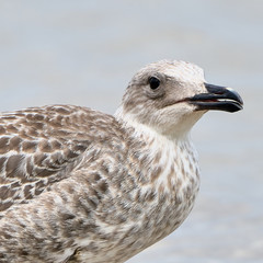 Portrait of a common gull
