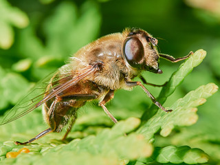 Bee sitting on a branch of juniper