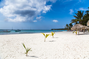 Saona Tropical Beach Dominican Republic Caribbean 