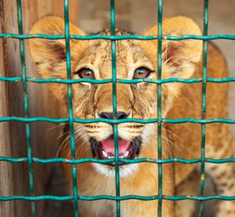 Small lion in the cage. The majestic king of beasts.