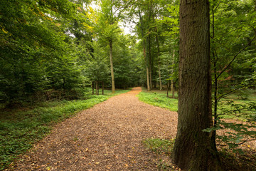 Weg im Waldfriedhof, Bienwaldruhe Kandel