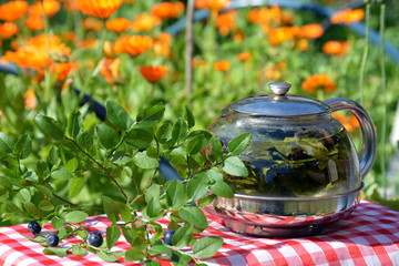 Healthy herbal tea from the leaves and blueberries in the pot in the garden - prescription alternative medicine
