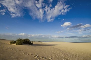 Fototapeta na wymiar Sanddünen mit einer Pflanze und Wolkenhimmel. 