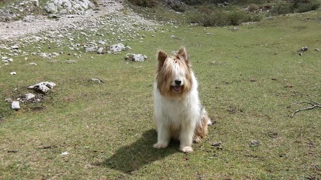 Cane pastore seduto