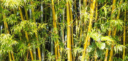 Fundo com bambu.