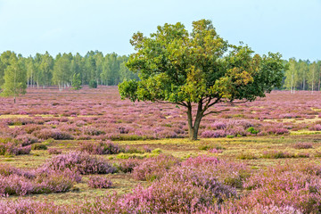 Heide