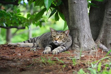 撮影者を睨む猫