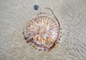 Compass jellyfish washed ashore on a beach