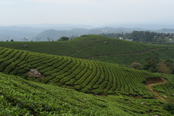 Fototapeta na wymiar Tea estate Munnar Kerala