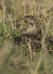  Spotted tinamou, La Pampa. Argentina