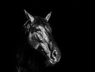 Head of horse in black and white