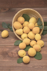 Fresh apricots on a wooden table with leaves and a basket