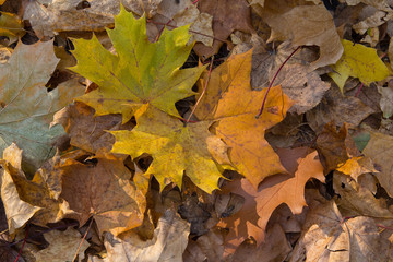 Yellow leaves are illuminated by the sun. Autumn background