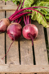 Young,fresh beets with tops on old wooden background