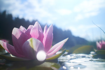 lotus flower in pond
