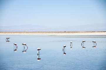 Flamingos in a lake in the salt flats of the Atacama Desert, Bolivia. 