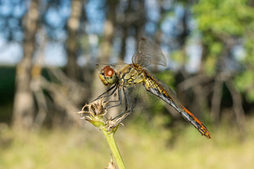 dragonfly on the grass